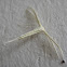White Plume Moth