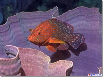 australia corales (2)