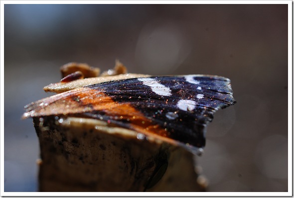 Mud lake 12 (12)