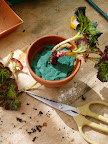 Excess leaves are trimmed away with a smallish cluster is left at the top. The cut end is dipped into the rooting hormone and then inserted into the foam just like with the potting mix.