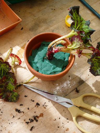 Excess leaves are trimmed away with a smallish cluster is left at the top. The cut end is dipped into the rooting hormone and then inserted into the foam just like with the potting mix.