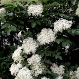 IMG_1616.JPG