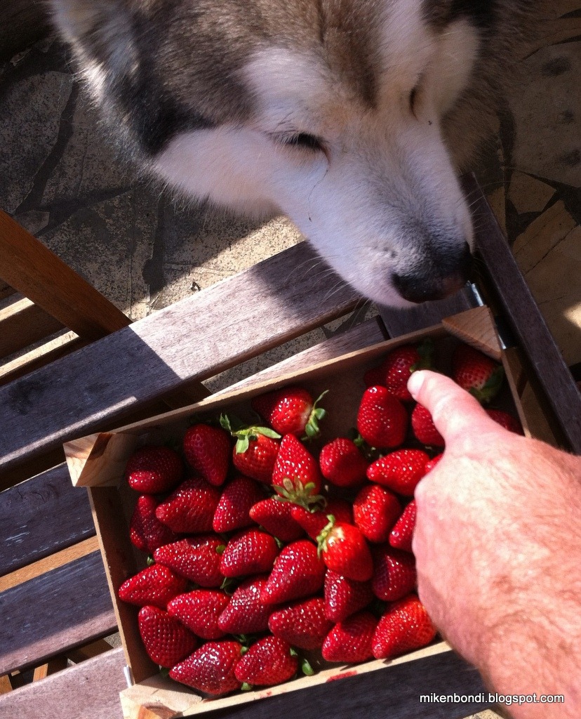 [Strawberry%2520selection%2520with%2520Munson%255B3%255D.jpg]