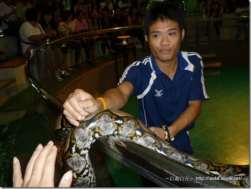 2009泰國曼谷-大蟒蛇