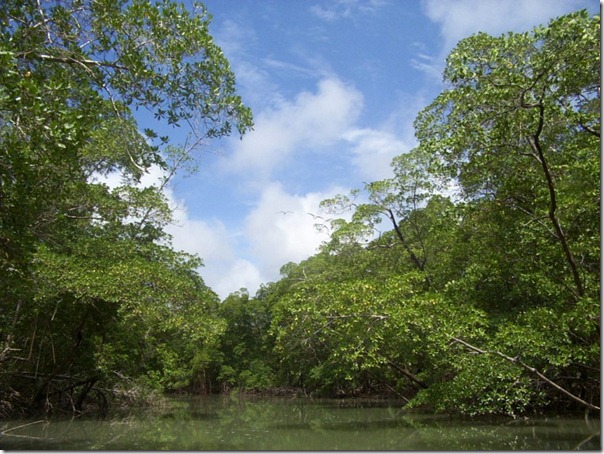 floresta_amazonica floresta_amazonica