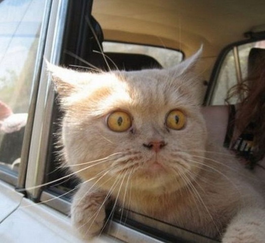 [animals-worried-face-23%255B2%255D.jpg]