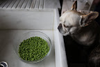 And here's a bowl full of green peas.