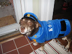 And here is the infamous Gus, Pepper's adoptive brother. Why the uniform? When Pepper's adoptive mom Kelly is not at home policing her canine crew, she is hard at work fighting crime as a real life police officer! And here is the infamous Gus, Pepper's adoptive brother. Why the uniform? When Pepper's adoptive mom Kelly is not at home policing her canine crew, she is hard at work fighting crime as a real life police officer!
