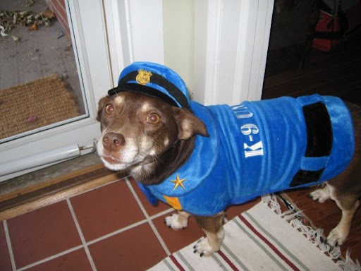 And here is the infamous Gus, Pepper's adoptive brother. Why the uniform? When Pepper's adoptive mom Kelly is not at home policing her canine crew, she is hard at work fighting crime as a real life police officer! And here is the infamous Gus, Pepper's adoptive brother. Why the uniform? When Pepper's adoptive mom Kelly is not at home policing her canine crew, she is hard at work fighting crime as a real life police officer!
