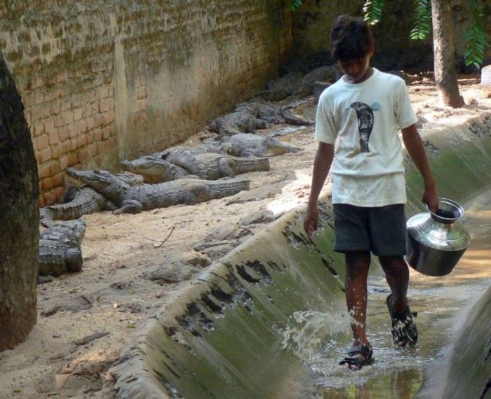 Unbelievable: Kids are training the crocodile