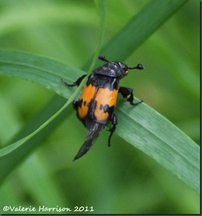 8 secton-beetle-nicrophorus-vespiloides