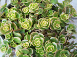 100_6479.JPG