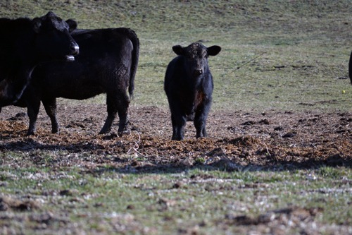 [fuzzy%2520calf%255B3%255D.jpg]