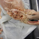 rat_leg_bones.JPG