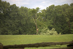 That old maple tree provided a lot of shade for Ramon, Rinze, Meindert, and Rutger out in that paddock.  Where will they find their shade now?