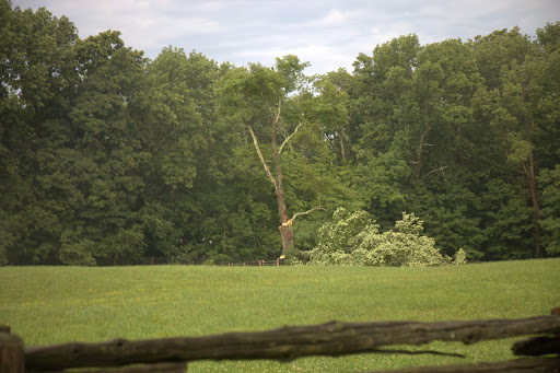 That old maple tree provided a lot of shade for Ramon, Rinze, Meindert, and Rutger out in that paddock.  Where will they find their shade now?