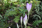 This specific type is called the Lilac Wonder.  Once these bulbs are planted, they bloom every autumn.