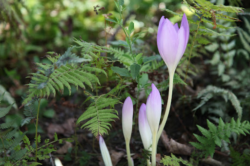 This specific type is called the Lilac Wonder.  Once these bulbs are planted, they bloom every autumn.