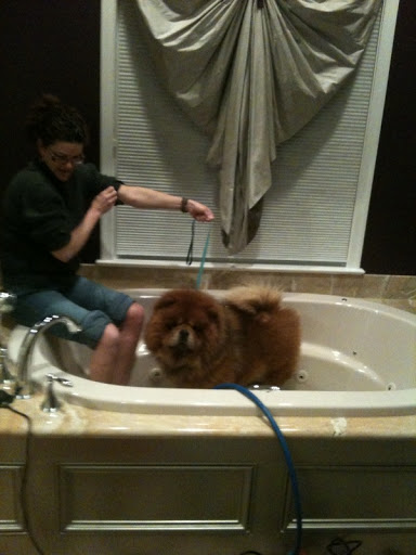 Bath time at Gerry's is is a breeze in her huge tub. I must look my absolute best for the show! Bath time at Gerry's is is a breeze in her huge tub. I must look my absolute best for the show!