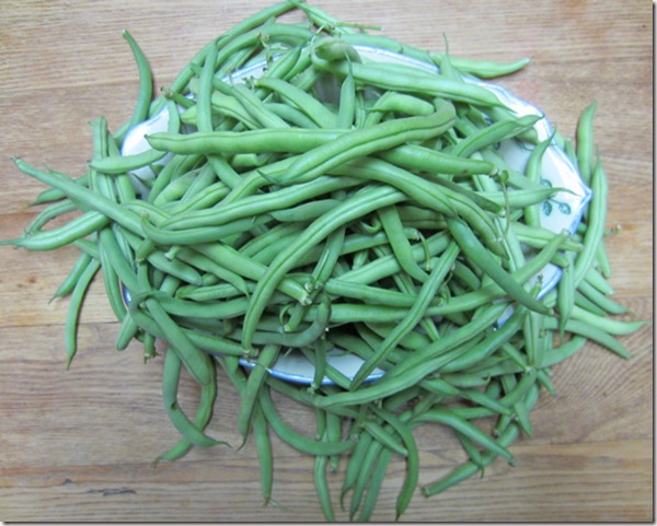 Bush beans