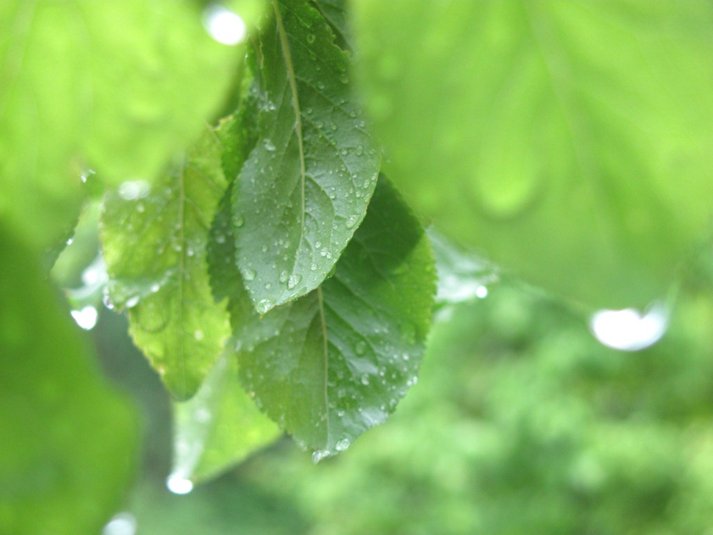 [green%2520leafs%2520with%2520water%255B5%255D.jpg]