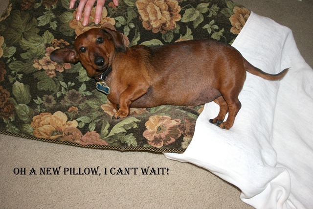 Rudi's Cushion 011-1