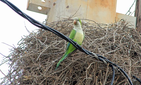 Monk Parakeets 2