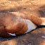 A Turkey Lounging Out At Churchill Farm - Phillip Island, Australia