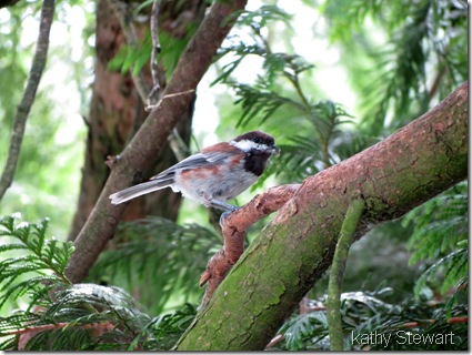 Chestnutbacked Chickadee