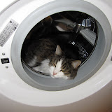 Katzen 2010