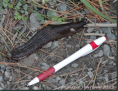 3-big-slug
