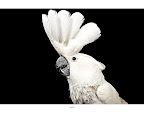 Coco...
Looking for a permanent home at a bird sanctuary...know of any? The Humane Society of New York.
See link at end of blog post for more details.
Photo by Richard Phibbs. Coco...
Looking for a permanent home at a bird sanctuary...know of any? The Humane Society of New York.
See link at end of blog post for more details.
Photo by Richard Phibbs.