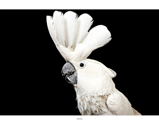 Coco...
Looking for a permanent home at a bird sanctuary...know of any? The Humane Society of New York. 
See link at end of blog post for more details.
Photo by Richard Phibbs.