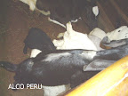 PICT0868.JPG