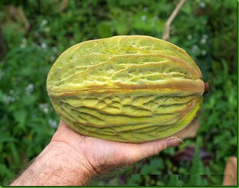 Theobroma bicolor Theobroma bicolor