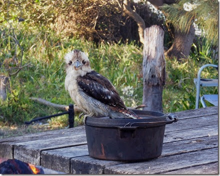 Cheeky Kookaburra