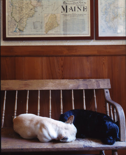 Martha's dogs look great with the maps in her Maine home, Skylands. (Martha Stewart Living, June 2007) Martha's dogs look great with the maps in her Maine home, Skylands. (Martha Stewart Living, June 2007)