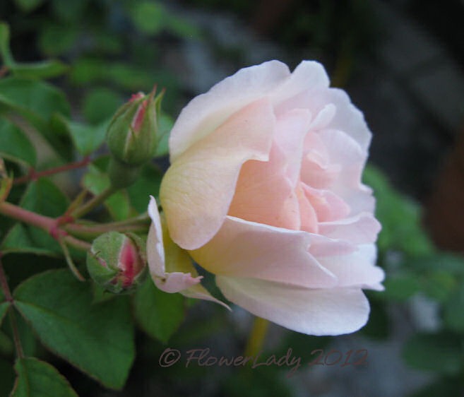 [04-26-penelope2%255B6%255D.jpg]