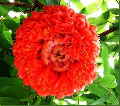 Brownea grandiceps Brownea grandiceps