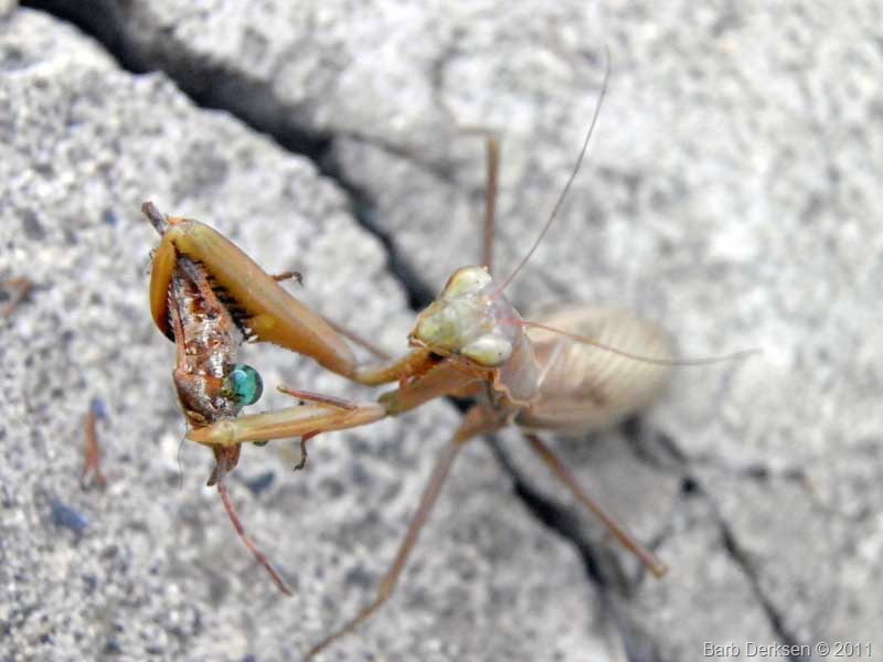 [mantis-1%255B11%255D.jpg]