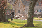 The Badminton hounds return to kennal drive after a nice little run