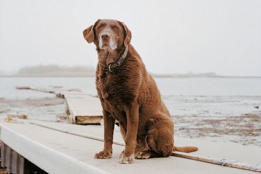 Moxie -13 yrs- Winthrop MA. Photo by Charlotte Dumas
On Sept 11, 2001 Moxie arrived at The Twin Tower's ground zero. She worked for 8 days, and while she is trained to specifically search for survivors, she also identified deceased victim's remains for officials. Since being retired at age 7, Moxie has spent time by the water reflecting on her experiences. Moxie -13 yrs- Winthrop MA. Photo by Charlotte Dumas
On Sept 11, 2001 Moxie arrived at The Twin Tower's ground zero. She worked for 8 days, and while she is trained to specifically search for survivors, she also identified deceased victim's remains for officials. Since being retired at age 7, Moxie has spent time by the water reflecting on her experiences.