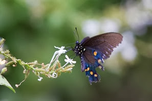 Pipevine Swallowtail NBC Pipevine Swallowtail NBC