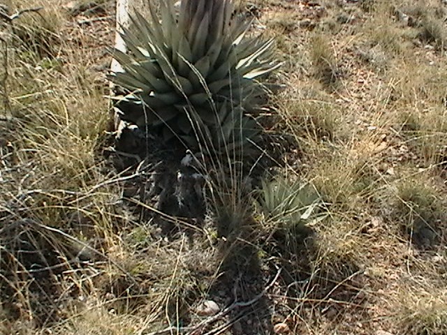 [03_plant1b%255B4%255D.jpg]