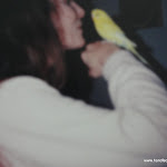 Old Budgie Pics 037.JPG