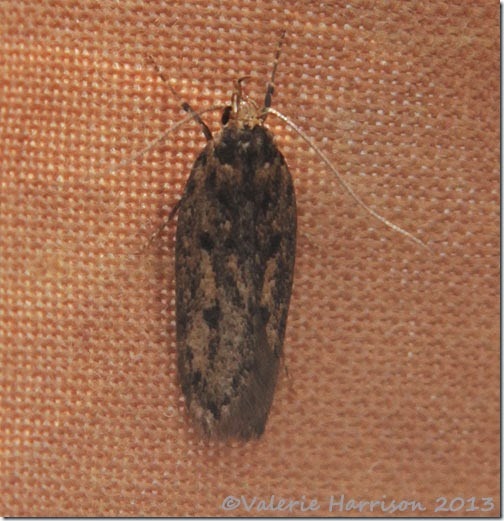 brown-house-moth