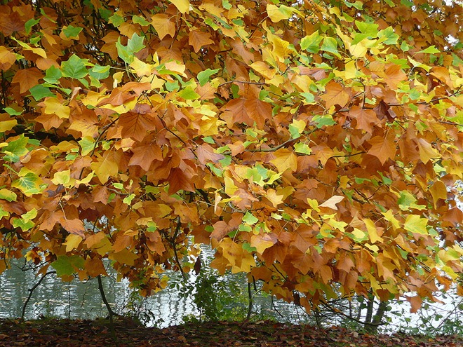 Cliveden by River Thames