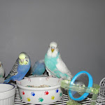 Beauty, Willow & Chase Willow.jpg