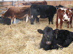 Winter housing for the cows- clean and comfy.