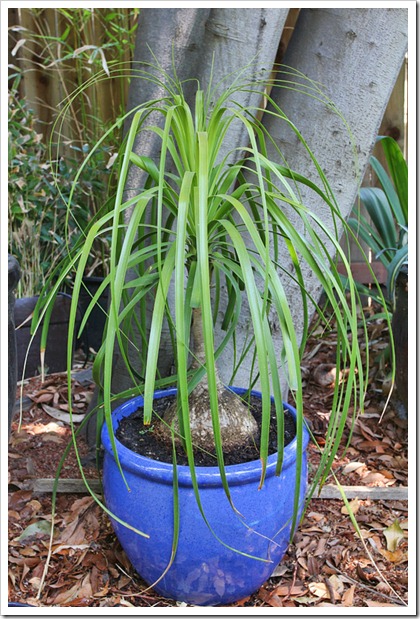 120420_beaucarnea-recurvata